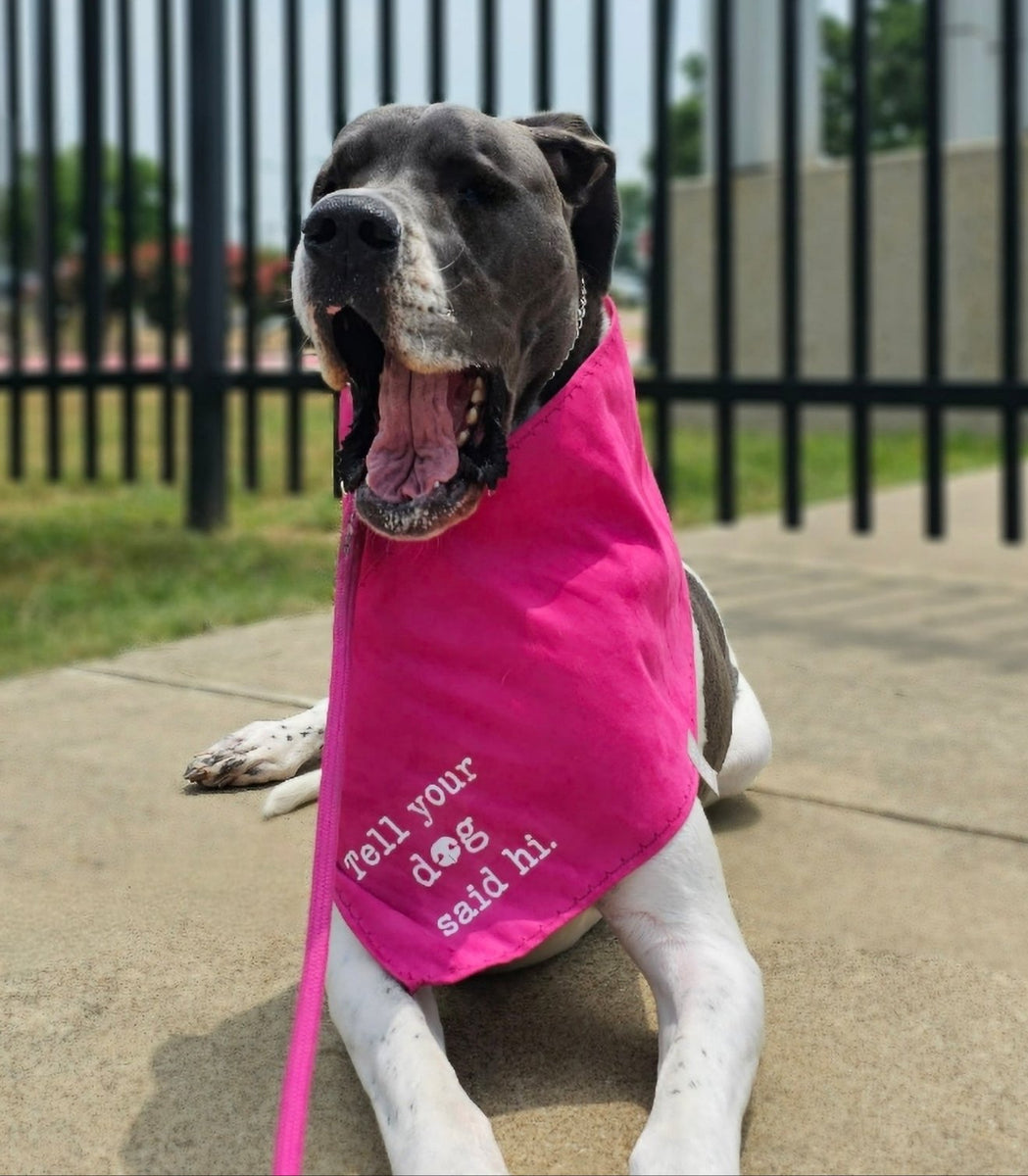 Dog on sale drool bandana