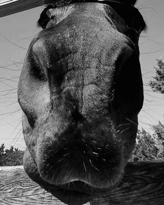 Anti anxiety Essential Oils Blend for Horses