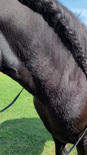 Anhidrosis Essential Oils Blend for Horses